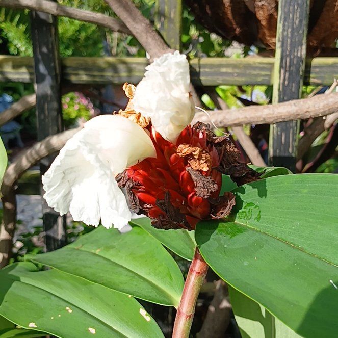 Photo of the plant species Crape Ginger by @SaviorMaypop27 named Remington on Greg, the plant care app