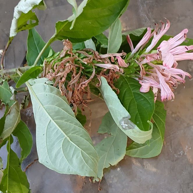 Photo of the plant species Brazilian-Plume by @SaviorMaypop27 named Curie on Greg, the plant care app