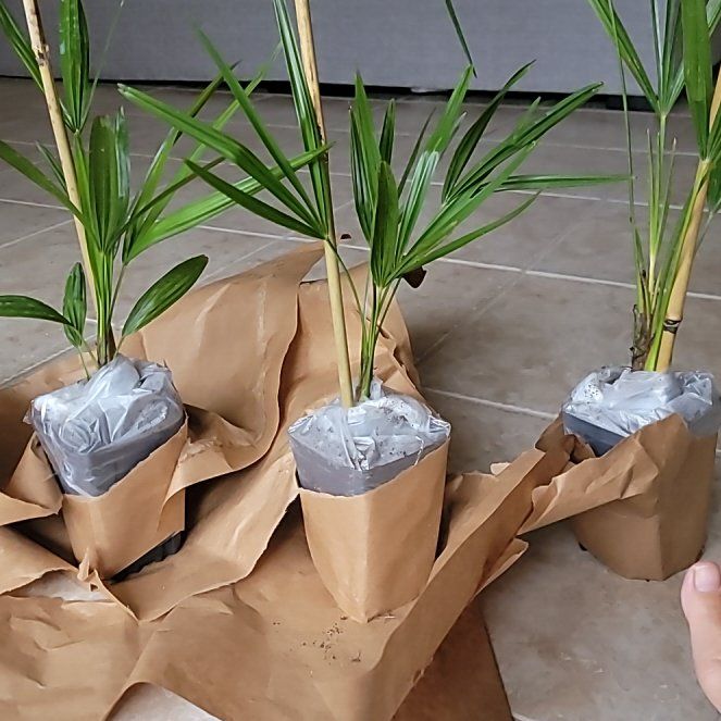 Photo of the plant species Chinese Windmill Palm by @ShrewdSuriana40 named Harmony on Greg, the plant care app