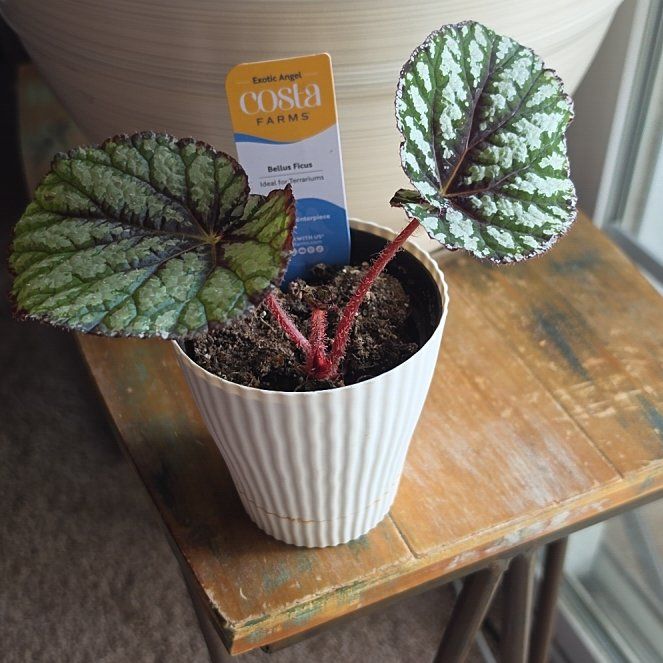 Photo of the plant species Exotic Angel by @TiffanyLoved named Bellas Ficus on Greg, the plant care app
