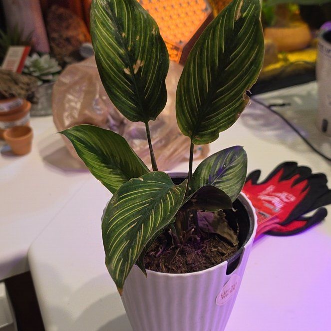 Photo of the plant species Pin-Stripe Calathea by @TiffanyLoved named Eva on Greg, the plant care app