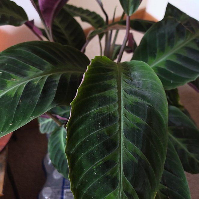 Photo of the plant species Calathea WARSCEWICZII by @TiffanyLoved named Velvet on Greg, the plant care app