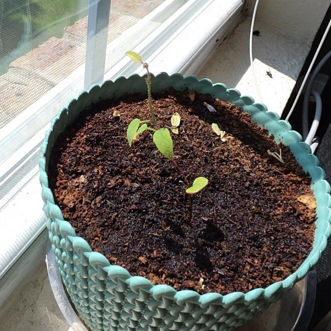 Photo of the plant species Argyle Apple by @TiffanyLoved named Surya on Greg, the plant care app