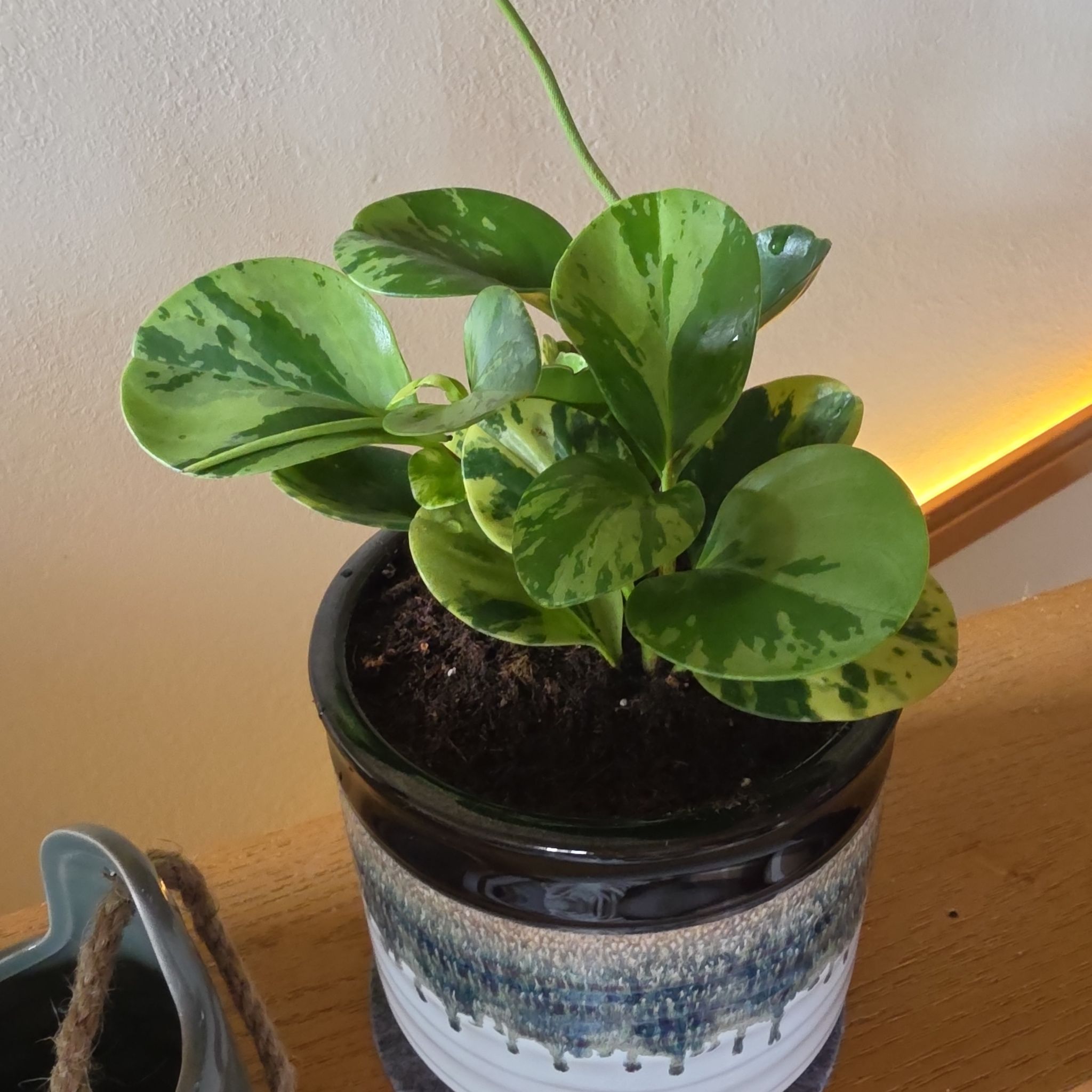 Photo of the plant species Golden Gate Peperomia by @TiffanyLoved named Girlfrond on Greg, the plant care app
