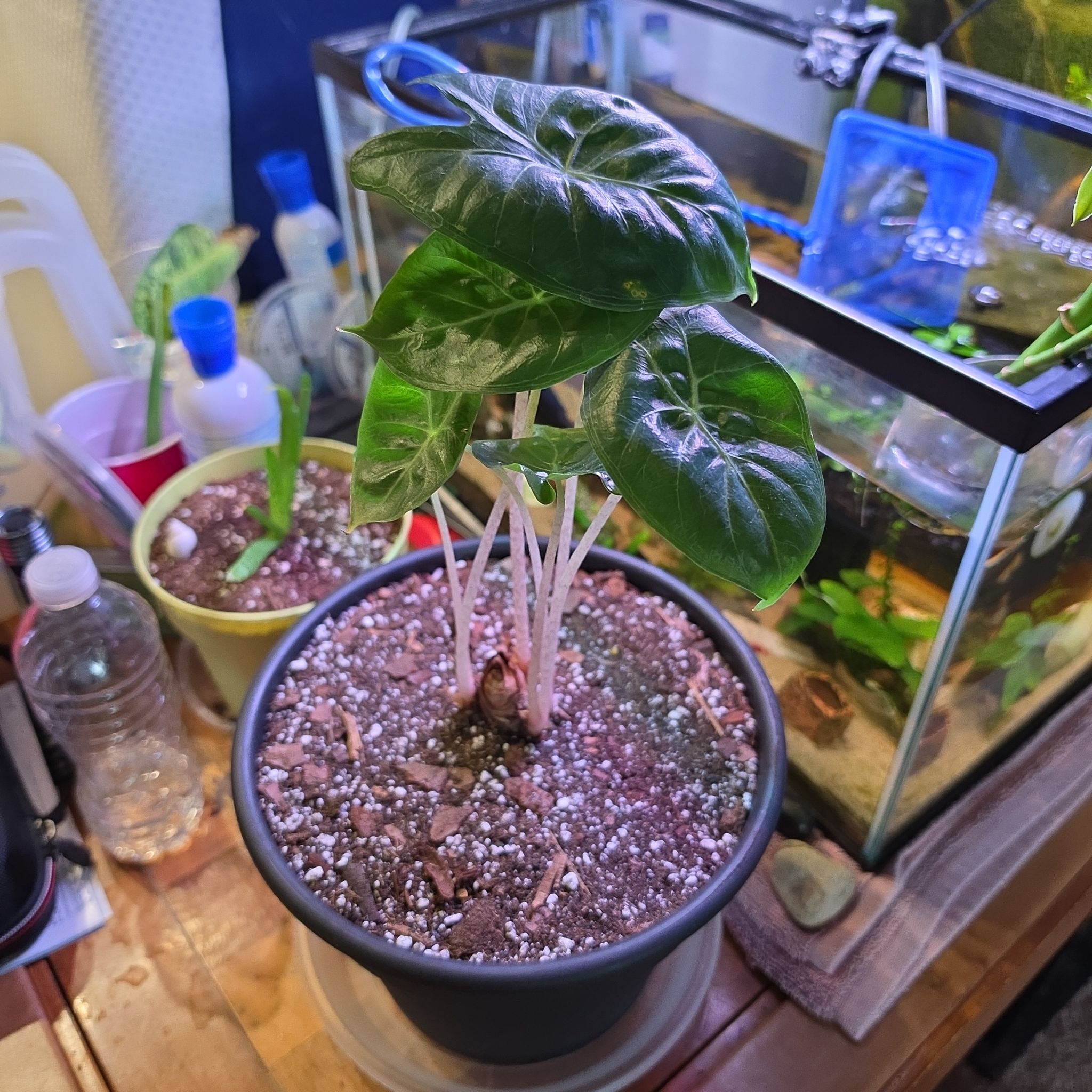 Photo of the plant species Fancy Alocasia by @TiffanyLoved named McKinley on Greg, the plant care app