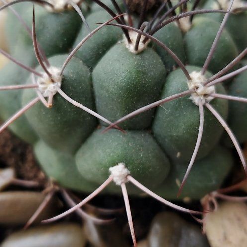 Photo of the plant species Thelocactus hexaedrophorus by @GladHogpeanut64 named Khaleesi on Greg, the plant care app