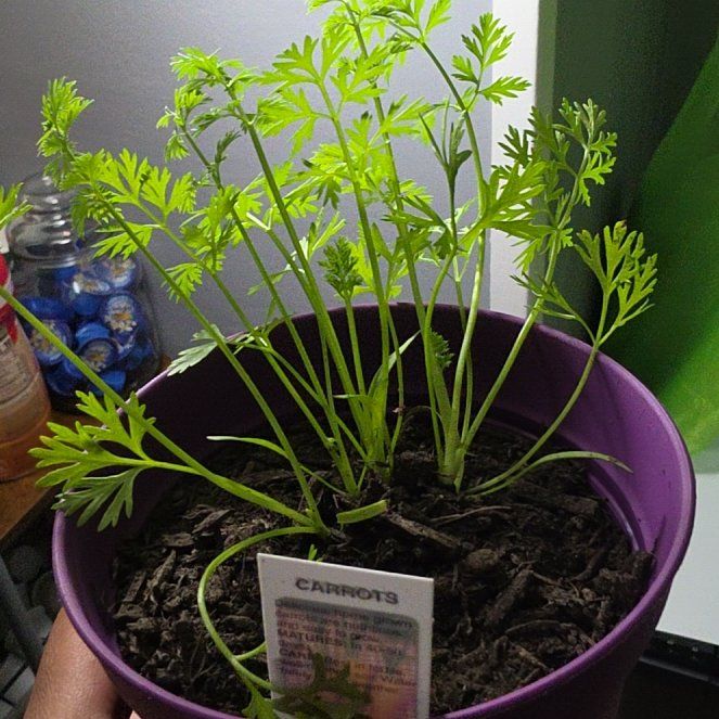 Photo of the plant species Wild Carrot by @FamousTawa11 named Xena on Greg, the plant care app