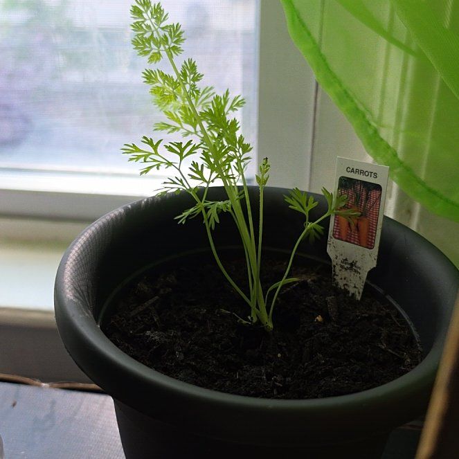 Photo of the plant species Wild Carrot by @FamousTawa11 named Treeyoncé on Greg, the plant care app