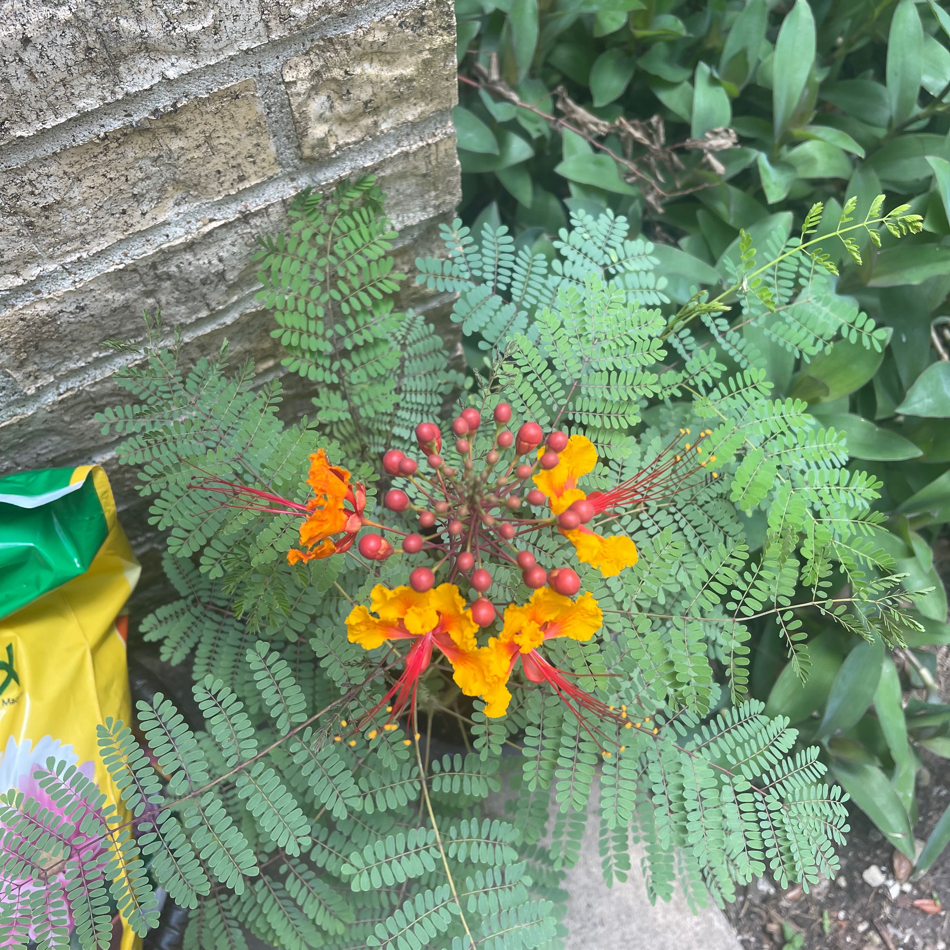 Dwarf Poinciana plant with vibrant orange and red flowers, healthy green leaves.