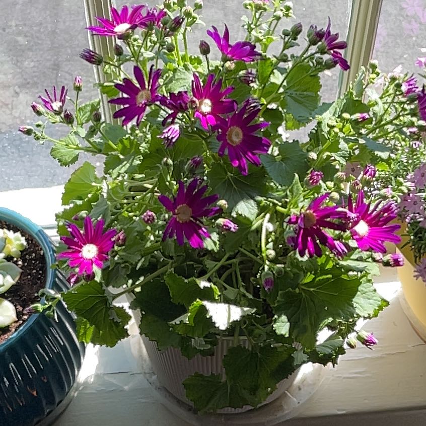 Photo of the plant species High Mallow by Val named Beyonce on Greg, the plant care app
