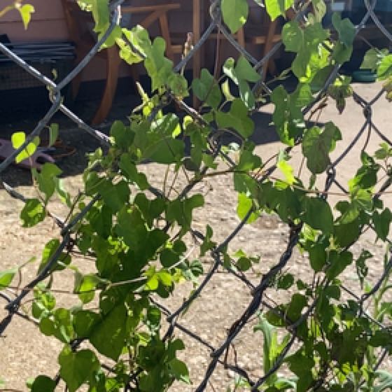 Photo of the plant species Carolina Moonseed by @SecureMoss36 named Khaleesi on Greg, the plant care app