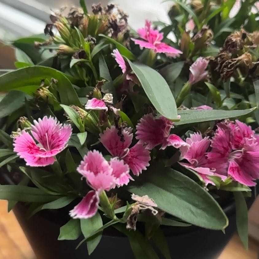 Photo of the plant species Sweet William by @WinAposeris40 named Walt on Greg, the plant care app