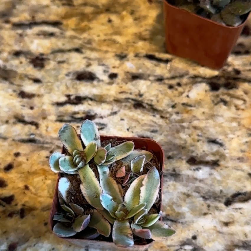 Photo of the plant species Small Red Carpet by @LargeLacealoe48 named Hemingway on Greg, the plant care app