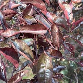 Photo of the plant species Cherry Plum by @LargeLacealoe48 named Sol on Greg, the plant care app