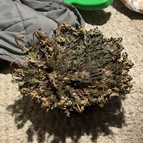 Photo of the plant species Rose of Jericho by @PatientBetel90 named Michael on Greg, the plant care app