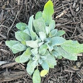 Photo of the plant species Stachys Byzantina by @RuggedMango26 named Bigleef Smalls on Greg, the plant care app