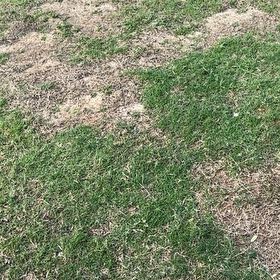 Photo of the plant species Wiregrass by @RuggedMango26 named Orlando Bloom on Greg, the plant care app