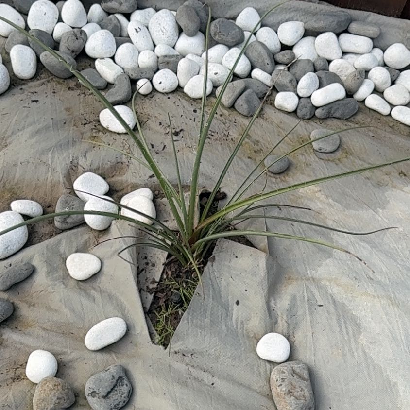 Photo of the plant species Red Yucca by @RuggedMango26 named Kesha on Greg, the plant care app