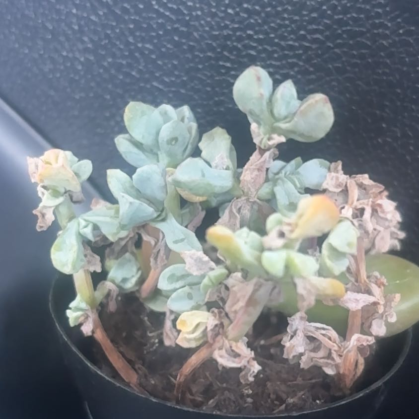 Photo of the plant species pink ice plant by @ClearPawpaw56 named Doja Cat on Greg, the plant care app