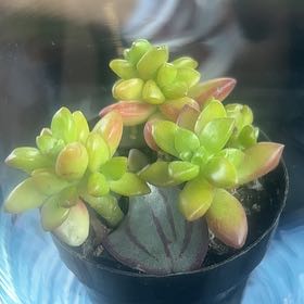 Photo of the plant species Sedum adolphi 'SunStar' by @ClearPawpaw56 named Planty on Greg, the plant care app