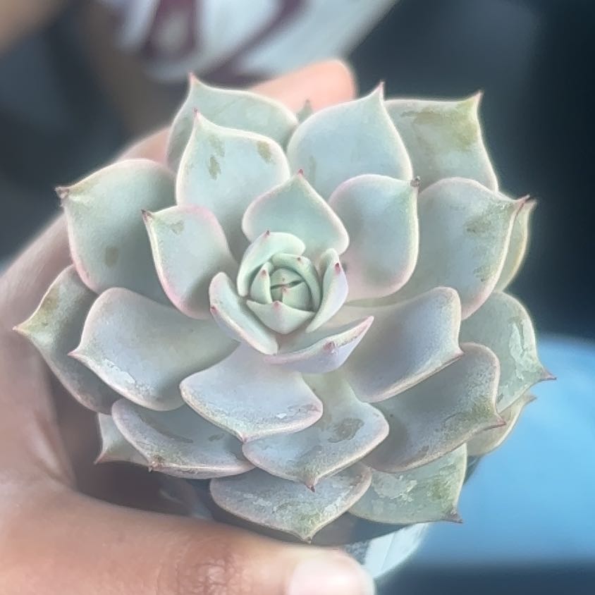 Photo of the plant species Echeveria 'Angel Kissed' by @ClearPawpaw56 named Achilles on Greg, the plant care app