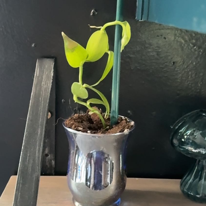 Photo of the plant species vanilla orchid by @BriskBiancini64 named Nancy on Greg, the plant care app