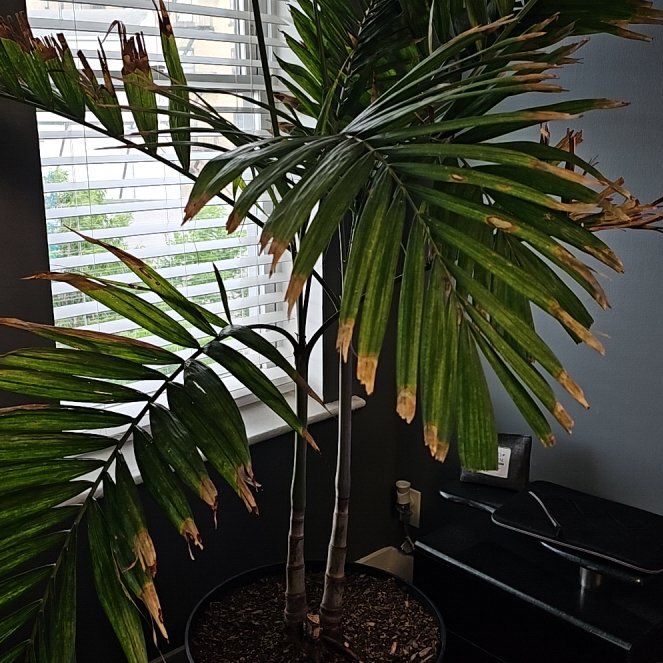 Photo of the plant species Christmas Palm by @RenownedOmnom62 named Leonardo on Greg, the plant care app