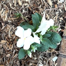 Photo of the plant species Common Primrose by @BusyAthelpine14 named Sir Plancelot on Greg, the plant care app