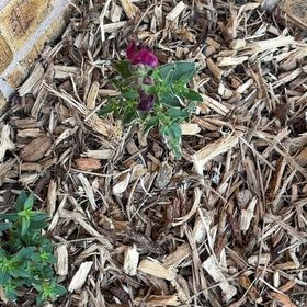 Photo of the plant species Mirabilis Jalapa by @BusyAthelpine14 named Sigmund on Greg, the plant care app