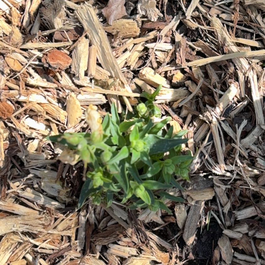 Photo of the plant species Dalmatian Toadflax by @BusyAthelpine14 named Mochi on Greg, the plant care app