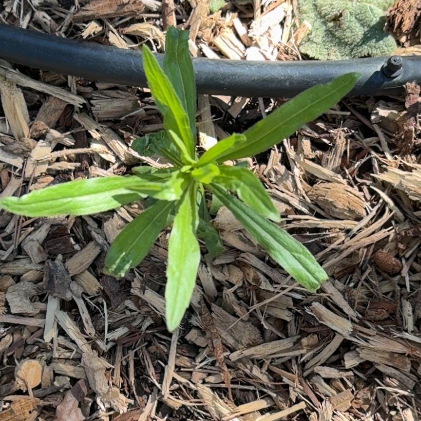 Photo of the plant species Strawflower by @BusyAthelpine14 named Foxxy on Greg, the plant care app