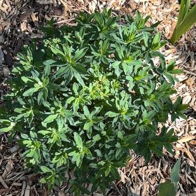 Photo of the plant species Evergreen Candytuft by @BusyAthelpine14 named Osmo on Greg, the plant care app