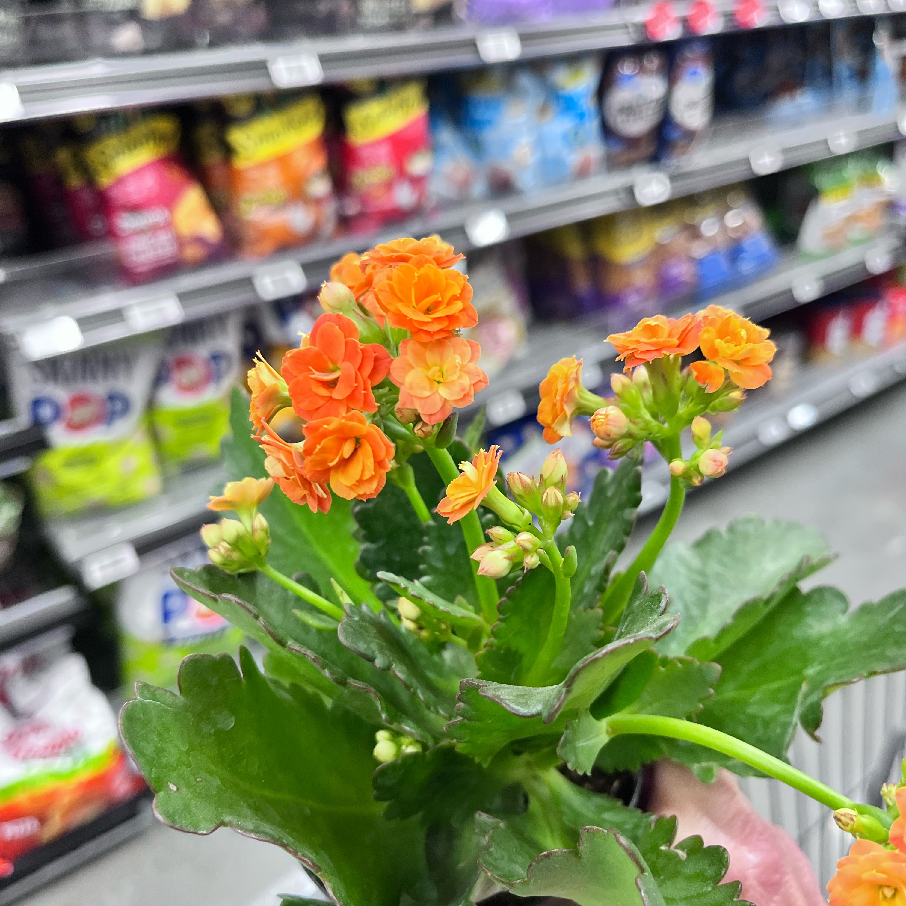 Photo of the plant species Calandiva Orange Florist Kolanchoe by @TangibleGrass36 named Pax on Greg, the plant care app