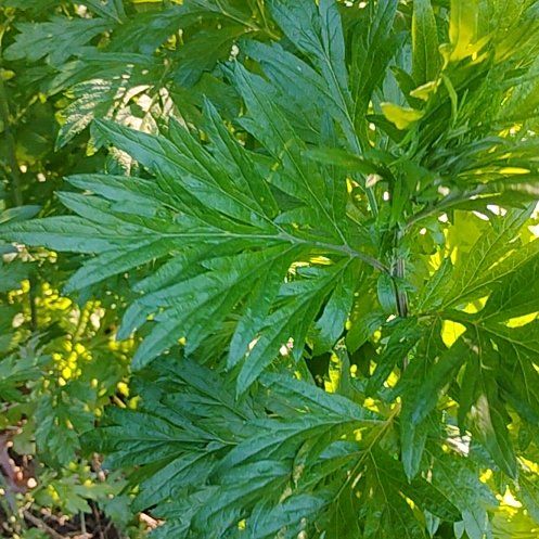 Photo of the plant species Naughty Man by @SirAraceae26 named Drake on Greg, the plant care app