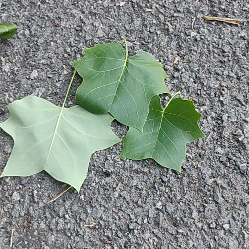 Photo of the plant species Tulip Poplar by @SirAraceae26 named Eva on Greg, the plant care app