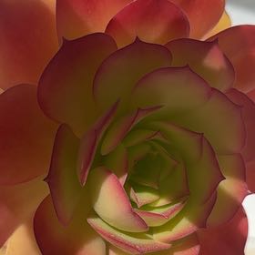 Photo of the plant species Giant Velvet Rose by @UnselfishMint named Willow on Greg, the plant care app