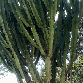 Photo of the plant species Euphorbia Ingens by @UnselfishMint named Kesha on Greg, the plant care app