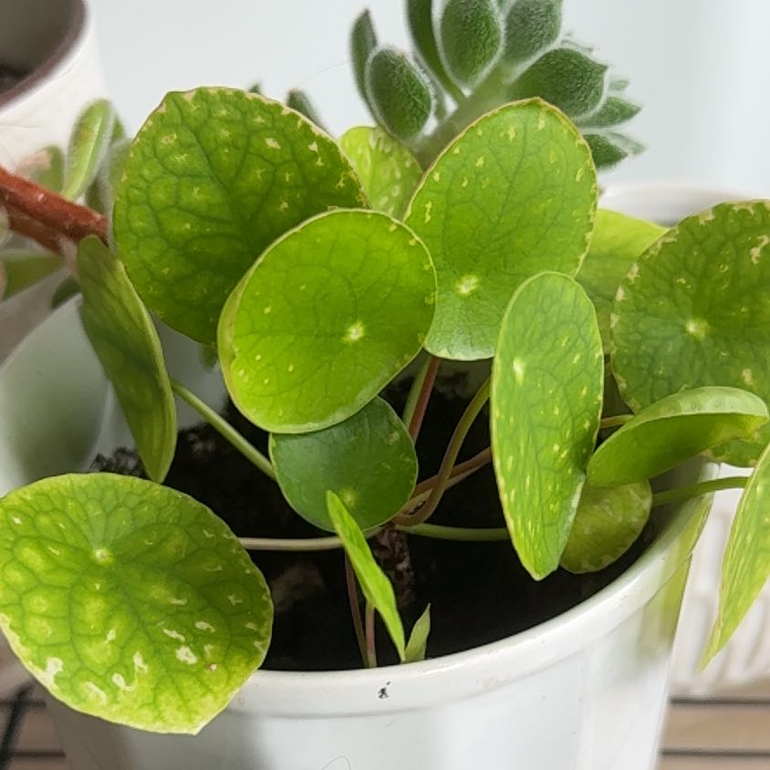 Photo of the plant species Manyflower Marshpennywort by @UnselfishMint named Sigmund on Greg, the plant care app