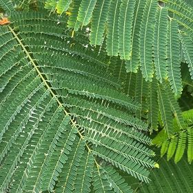 Photo of the plant species Flamboyant Tree by @UnselfishMint named Remington on Greg, the plant care app