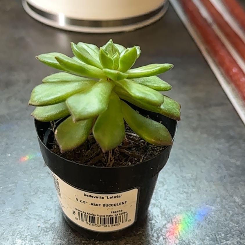 Photo of the plant species Sedeveria 'Letizia' by @PiousPilea14 named McKinley on Greg, the plant care app
