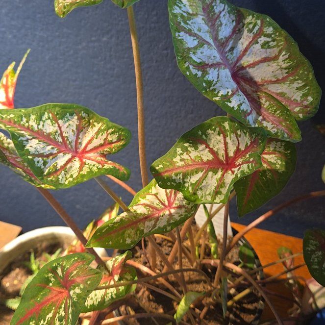 Photo of the plant species The Scarlet Girl by @TidyAssamtea64 named Sonora on Greg, the plant care app