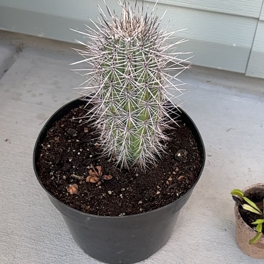 Photo of the plant species Mexican Giant Cactus by @SmartCassava95 named Scarlett on Greg, the plant care app
