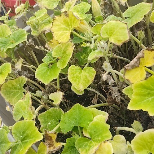 Photo of the plant species Cucumber by @PeakSuriana84 named Lebron on Greg, the plant care app