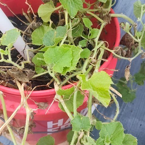 Photo of the plant species Cucumber by @PeakSuriana84 named Sage on Greg, the plant care app