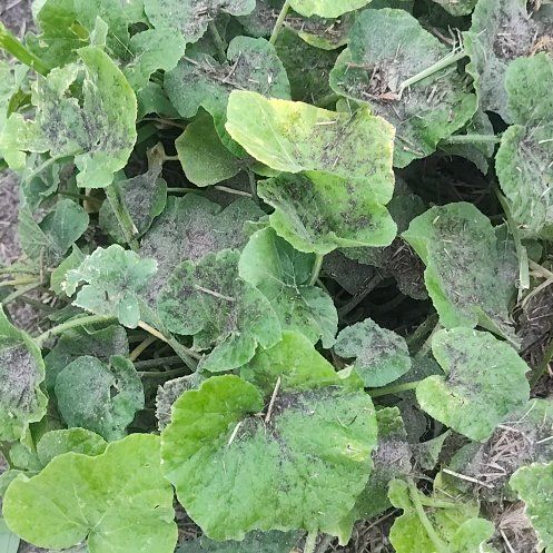 Photo of the plant species Cucurbita Moschata by @PeakSuriana84 named Plato on Greg, the plant care app