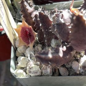 Photo of the plant species Huernia formosa by @KeyGalega69 named Wall-E on Greg, the plant care app
