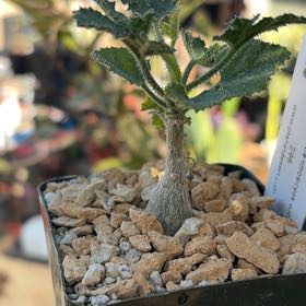 Photo of the plant species Cucumber Tree by @KeyGalega69 named ChloroPhil on Greg, the plant care app