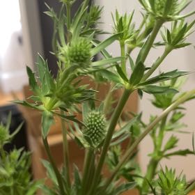 Photo of the plant species Flat Sea Holly by @FaultlessHope26 named Gates on Greg, the plant care app