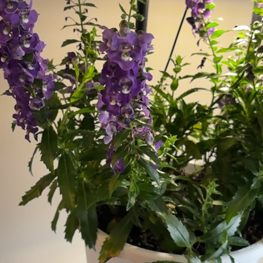 Photo of the plant species Angelonia by @DandKPlants named Daphne on Greg, the plant care app