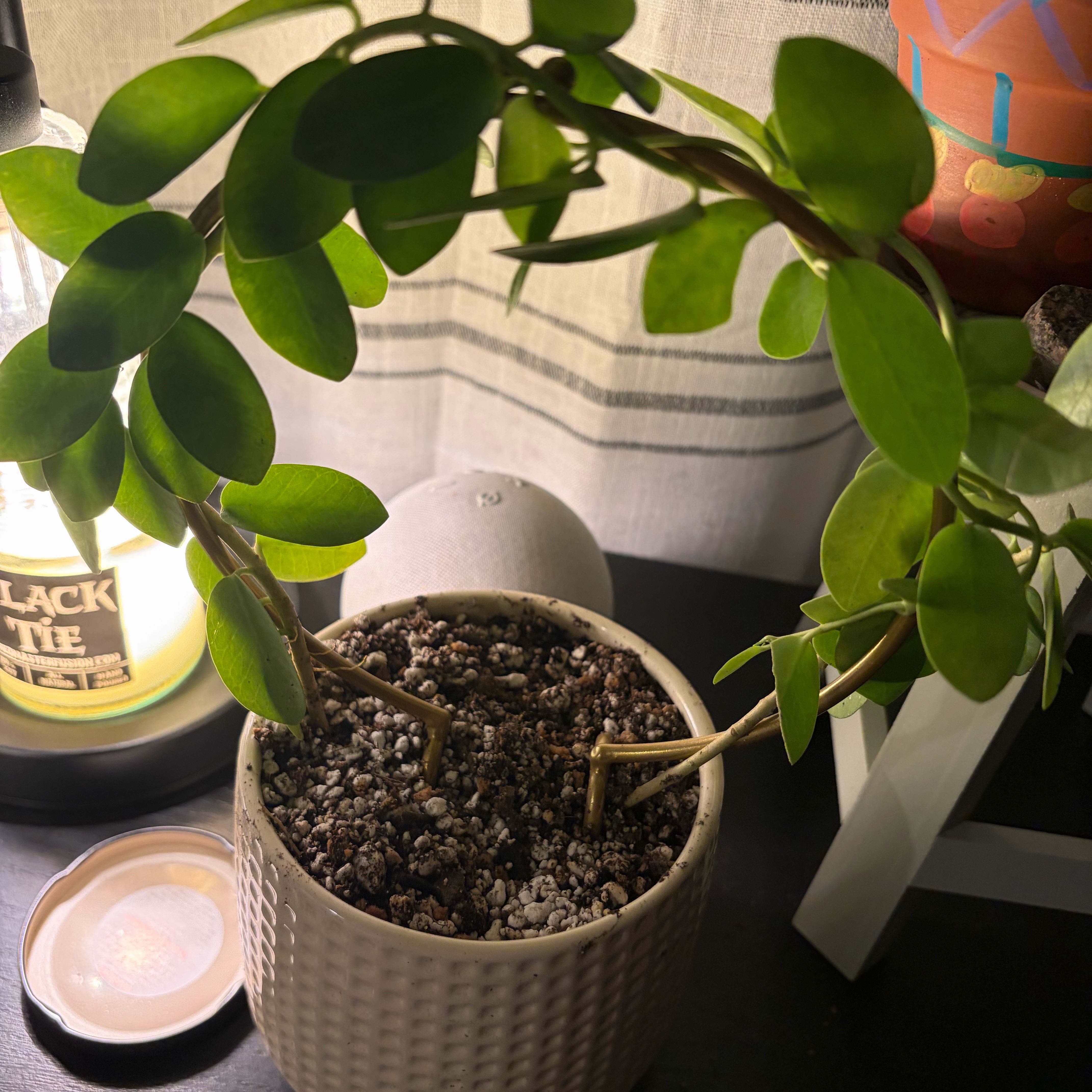 Photo of the plant species Hoya cummingiana sp. Bruno Purworejo by @StarMorombe13 named Keanu Leaves on Greg, the plant care app